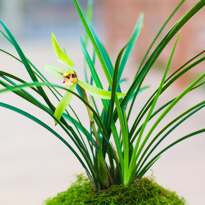 裸根苗【小株型春兰套餐】兰花苗盆栽花卉绿植室内植物兰草名贵 - 图2