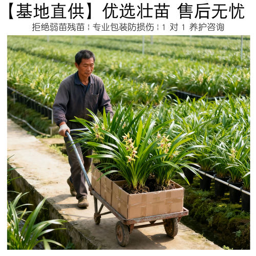 【红双喜】兰花盆栽植物名贵四季兰浓香型兰花苗建兰室内兰草国兰 - 图2
