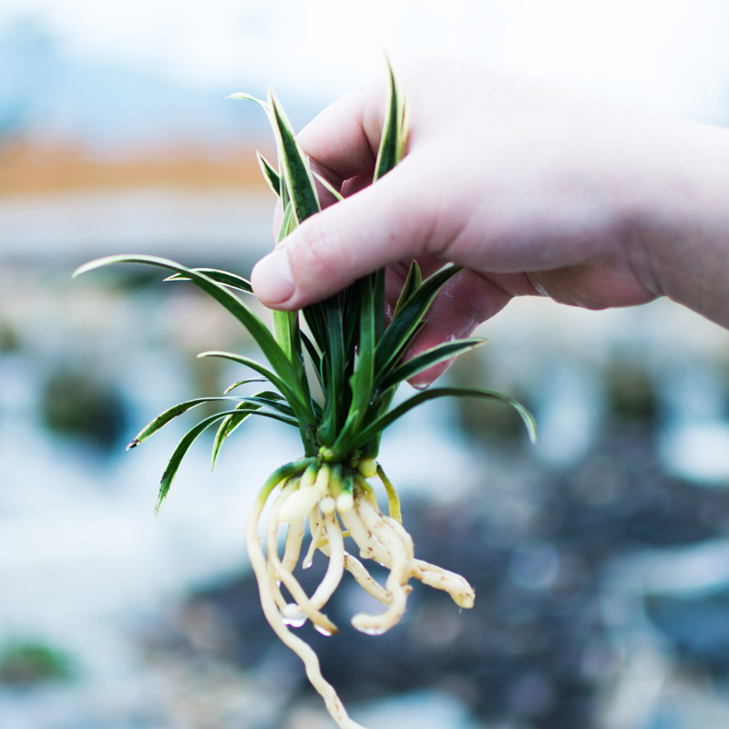 神童冠矮种兰花苗室内盆栽花卉易活绿植兰草盆景小兰花小绿植桌面 - 图0