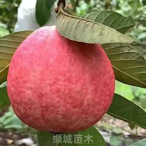 四季番石榴树苗胭脂红番石榴红心芭乐鸡屎果树苗庭院地栽当年结果 - 图0