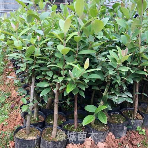 广西桃金娘山捻树苗野生老桩大号稔子苗盆栽庭院四季种植当年结果 - 图1