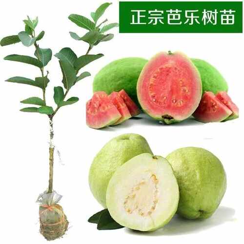 四季番石榴树苗胭脂红番石榴红心芭乐鸡屎果树苗庭院地栽当年结果 - 图3