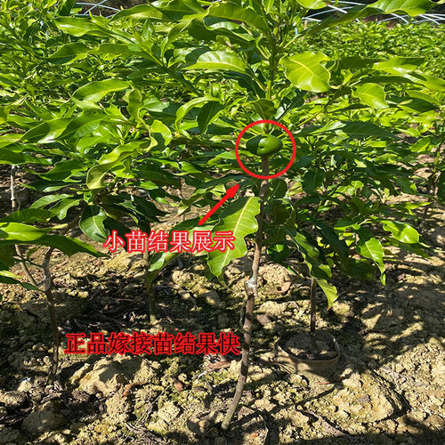 黄晶果树苗正品四季奶香黄晶6号黄宝石冬蜜嫁接苗南方种 当年结果 - 图3