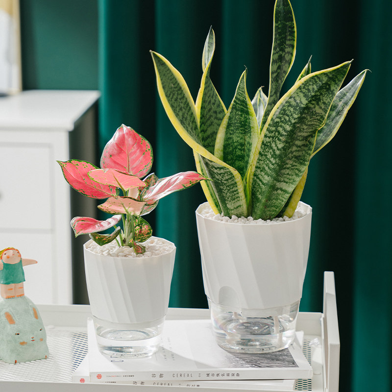 懒人自吸水花盆水培植物器皿绿萝专用线吸吸水盆自动塑料盆栽大号,淘宝优惠券,粉丝福利购,淘宝优惠卷