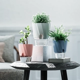 Ленивый самопоглощенный цветочный горшок Гидропонный растение