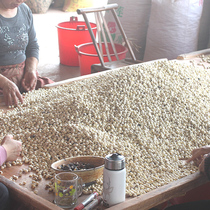 Hunan Xiangtan Lotus seed 500G Go to heart core raw non-Fujian Ning Guangchang Hubei Honghu T-level lotus seed