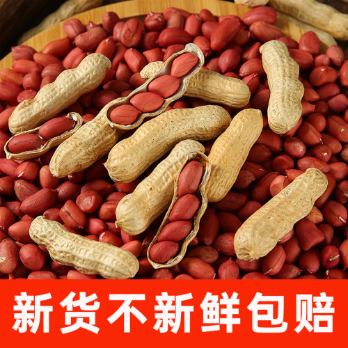 2025年新红皮花生米生新货生花生带壳晒干新鲜红衣炒货花生新鲜 - 图0