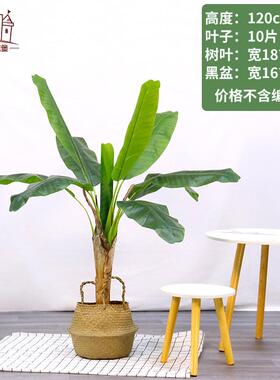 仿真树芭蕉树绿植盆栽室内摆件大型绿植假树造景植物仿真芭蕉