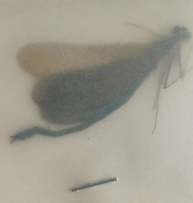 华艳真蜻蜓标本未展翅珍藏