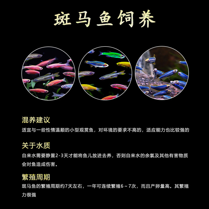 热带观赏斑马鱼活鱼好养宝莲灯淡水金鱼苗孔雀鱼小型红绿灯科小鱼 - 图2