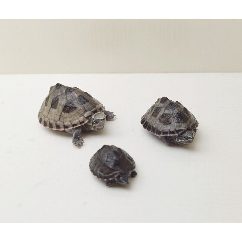 麝香龟深水龟观赏活体剃刀苗西锦龟小乌龟宠物龟苗墨西哥蛋龟大,淘宝优惠券,粉丝福利购,淘宝优惠卷