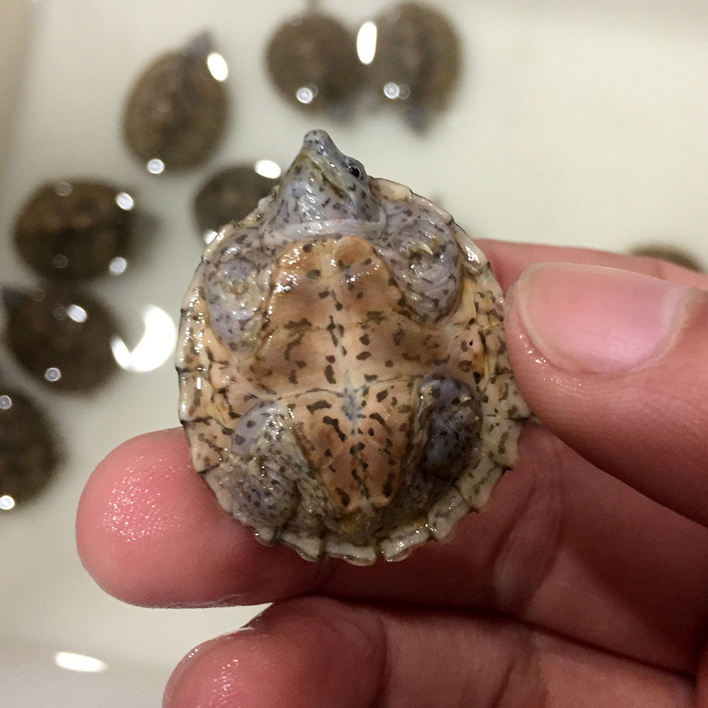 疯狂的龟 剃刀龟 蛋龟 小型冷水龟乌龟活物屋顶龟 深水龟宠物活体,淘宝优惠券,粉丝福利购,淘宝优惠卷