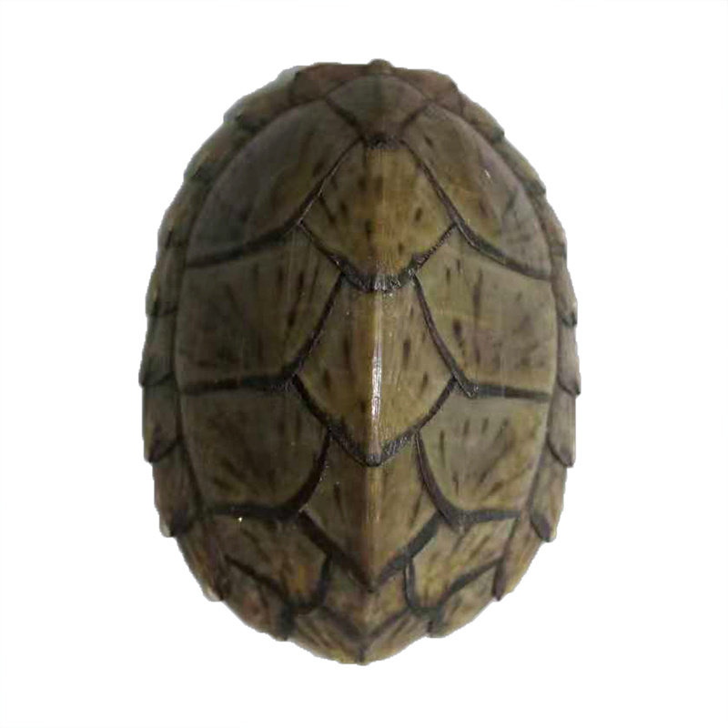 疯狂的龟 剃刀龟 蛋龟 小型冷水龟乌龟活物屋顶龟 深水龟宠物活体,淘宝优惠券,粉丝福利购,淘宝优惠卷