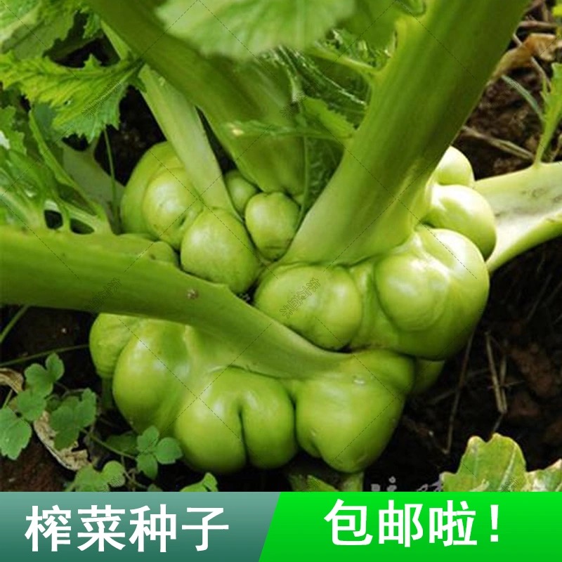 四川榨菜种子儿菜芥菜大头菜棒菜抱子芥菜腌制咸菜农家蔬菜种子-图2