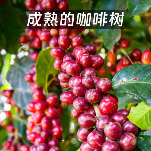 埃塞西达摩AL0 HURRO G1日晒定制烘焙新产季香浓精品咖啡生豆500g - 图2