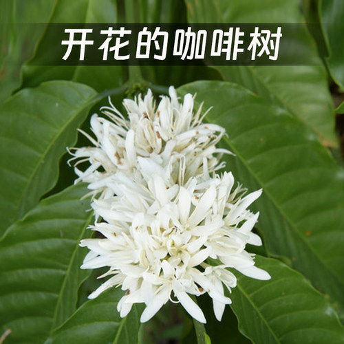埃塞西达摩AL0 HURRO G1日晒定制烘焙新产季香浓精品咖啡生豆500g - 图0