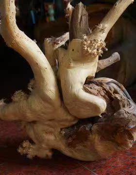 太行山崖柏白皮留疤料摆件孤品 送礼长辈观赏天然 古典木质收藏