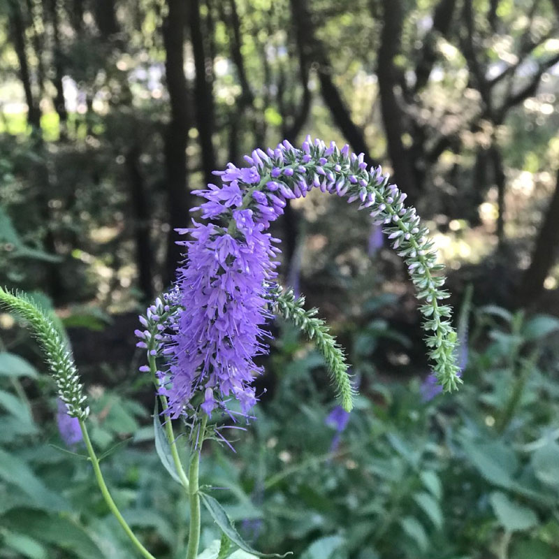 花卉穗花婆婆纳花苗耐寒耐热多年生宿根花卉庭院景观花海工程绿化 - 图0