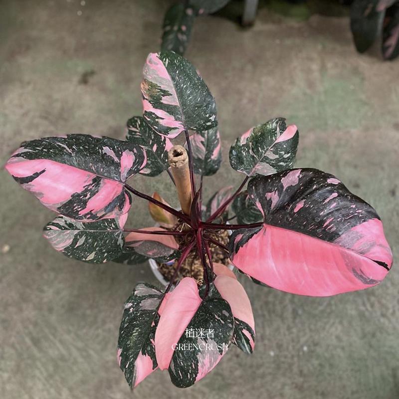 黑樱桃蔓绿绒Philodendron Pink Princess原种进口植物盆栽植迷者-图2