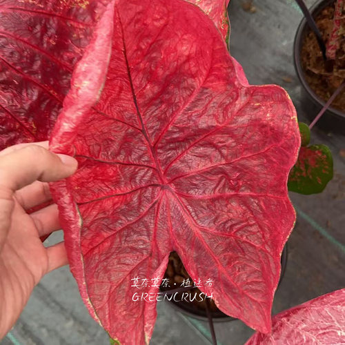 彩叶芋国产种球合集E菲尔门红桃a - 图1