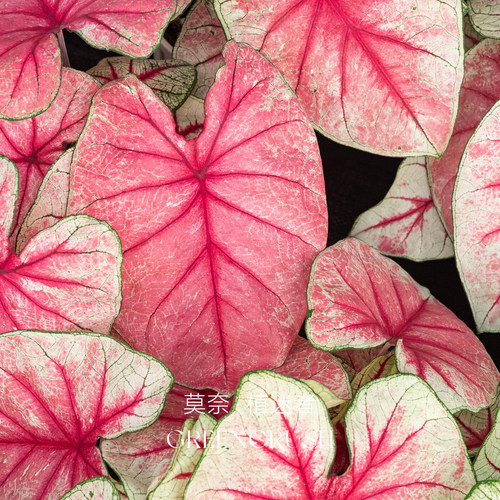 幻想曲彩叶芋种球幻想曲美国进口球网红绿植花卉好养活室内阳台 - 图0