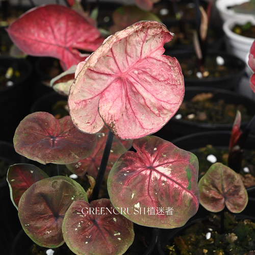 植迷者复古烟粉抹茶老版本小叶大叶海王彩叶芋盆栽半室内观叶植物 - 图2