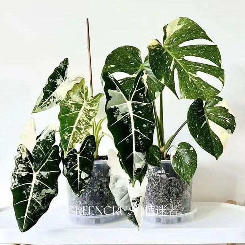 绿色天鹅绒绿天鹅锦海芋绒毛质感花叶带锦植物绿鹅锦绿植植迷者,淘宝优惠券,粉丝福利购,淘宝优惠卷