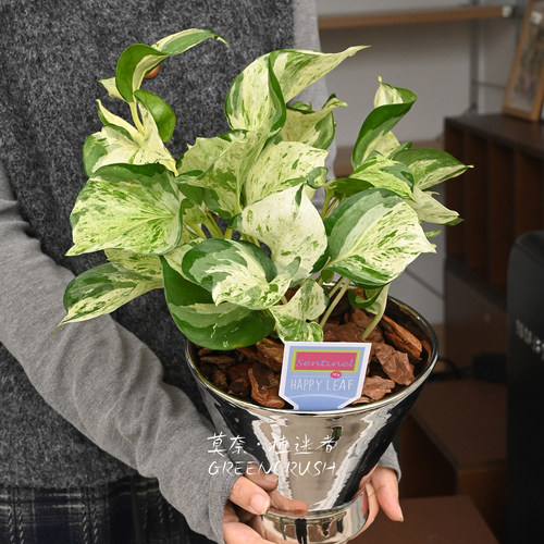 快乐叶子Happy大理石皇后锦叶油画绿萝荷兰进口植物盆栽植迷者 - 图2