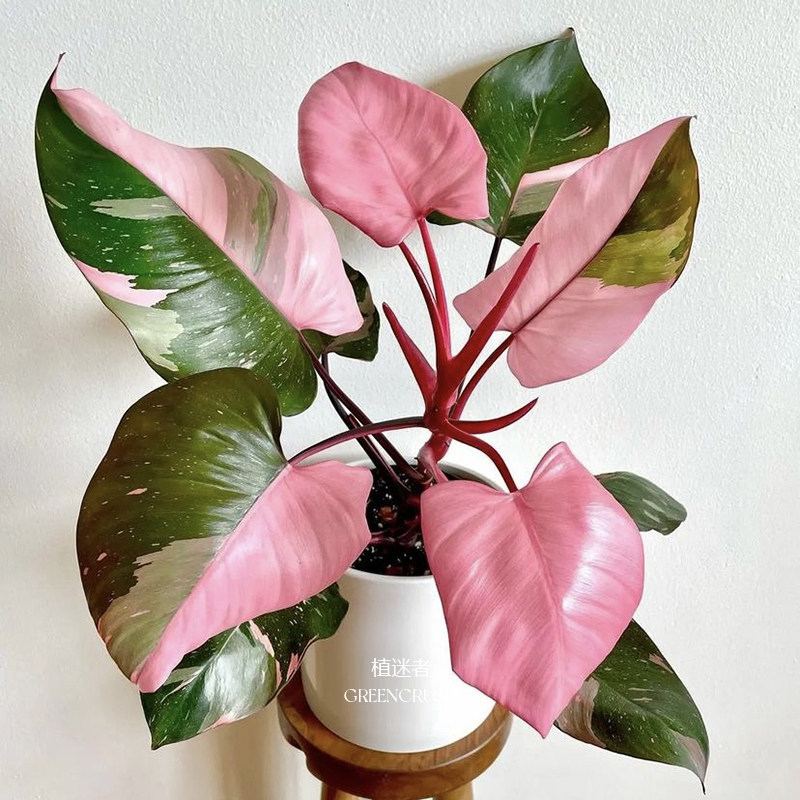 黑樱桃蔓绿绒粉公主Philodendron Pink Princess植物盆栽植迷者,淘宝优惠券,粉丝福利购,淘宝优惠卷