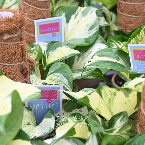 快乐叶子Happy大理石皇后锦叶油画绿萝荷兰进口植物盆栽植迷者 - 图3