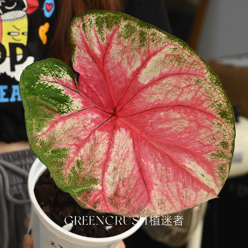 植迷者复古烟粉抹茶老版本小叶大叶海王彩叶芋盆栽半室内观叶植物 - 图0