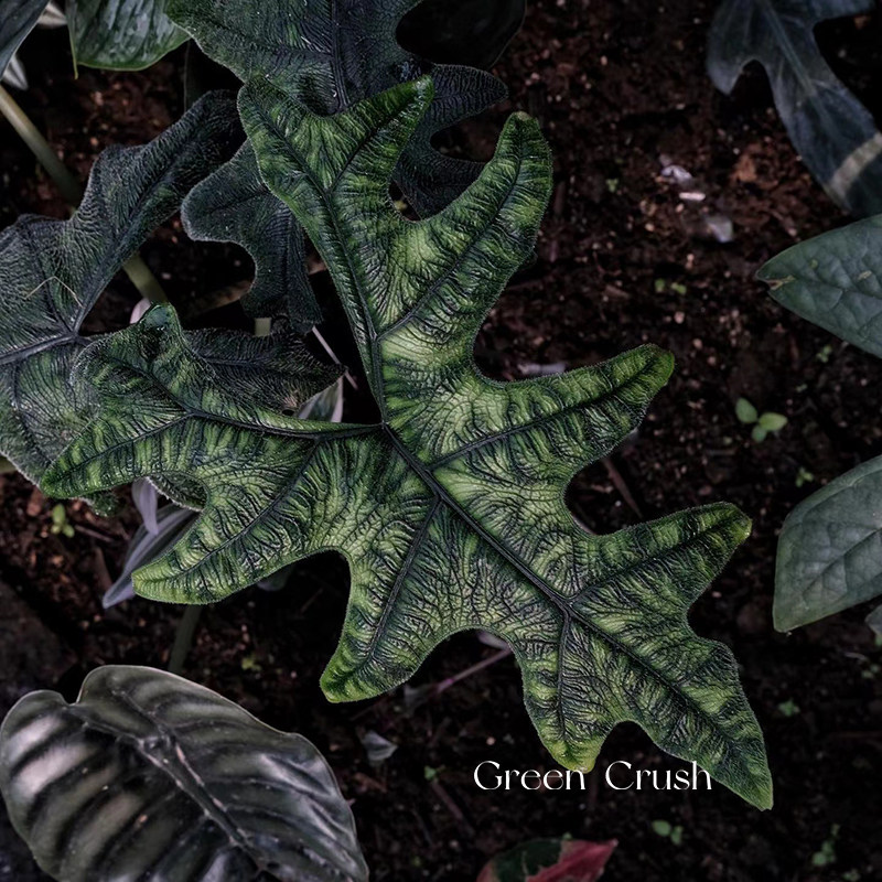 杰克琳杰奎琳诺比海芋AlocasiaJacklyn杰克林观叶植迷者,淘宝优惠券,粉丝福利购,淘宝优惠卷