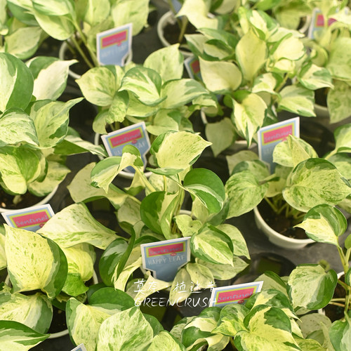 快乐叶子Happy大理石皇后锦叶油画绿萝荷兰进口植物盆栽植迷者 - 图1
