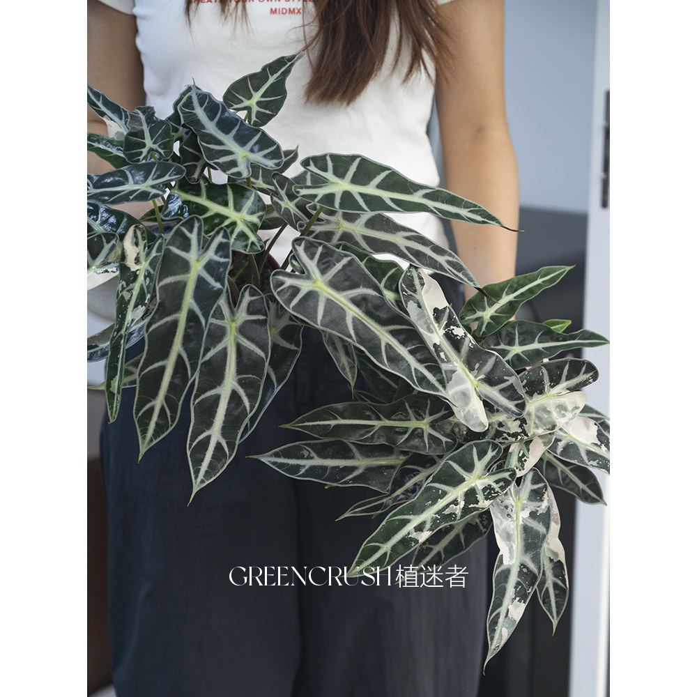 小仙女海芋锦化植物室内阳台绿植观叶好养耐看高质感盆栽植迷者,淘宝优惠券,粉丝福利购,淘宝优惠卷