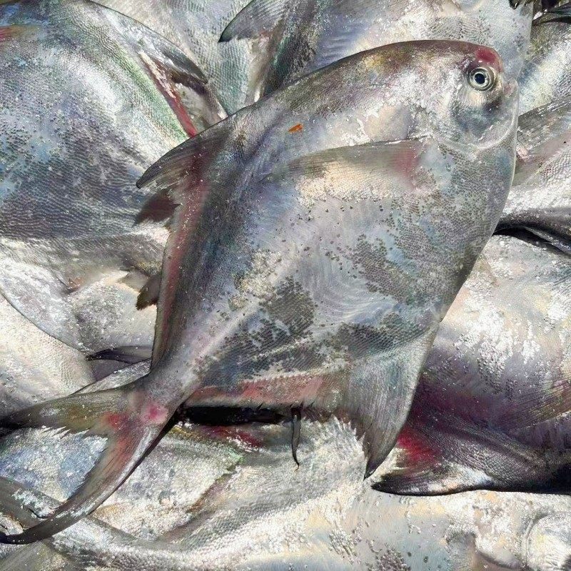 新鲜银鲳鱼 大白鲳 平鱼 鲜活冷冻 舟山海鲜2条/斤鲳鱼 2斤一份,淘宝优惠券,粉丝福利购,淘宝优惠卷