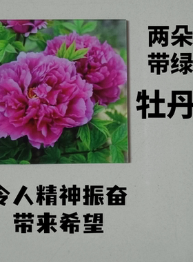牡丹花装饰品两朵红带绿叶亚克力贴牌幸福花吉祥花墙面励志贴品
