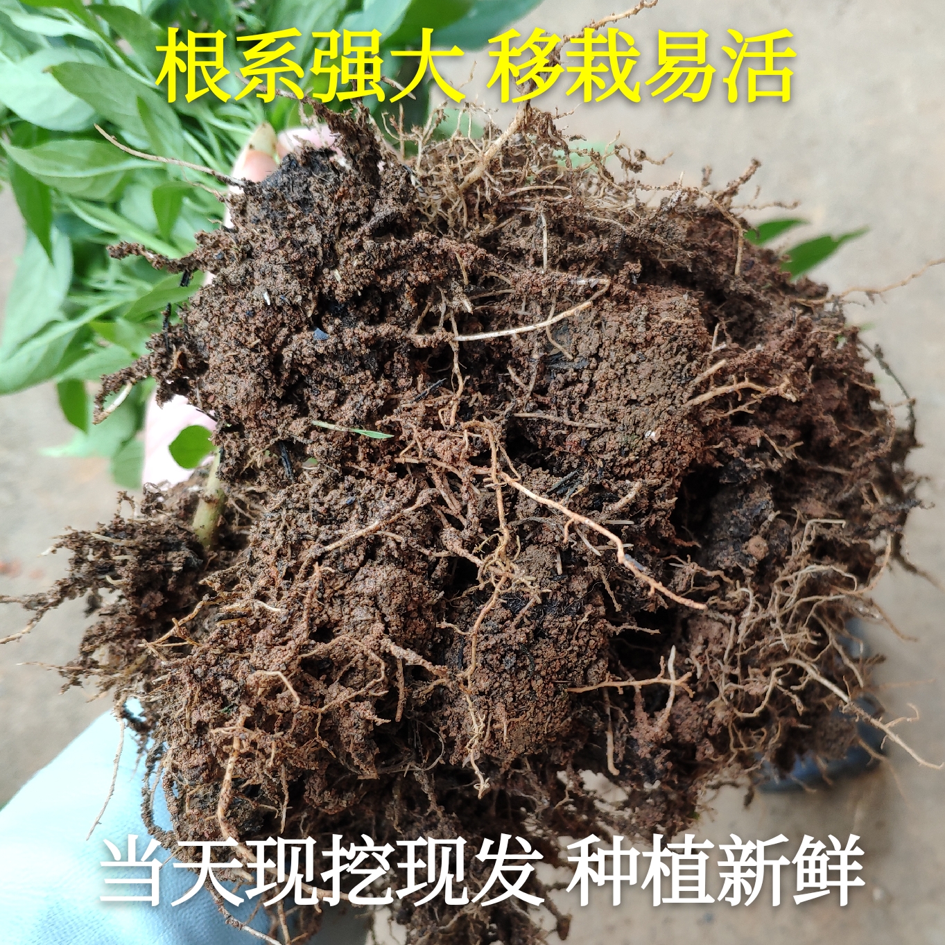 特价苗 樟树港辣椒苗 正宗樟树港辣椒 湖南辣椒苗 特产辣椒 中苗 - 图1