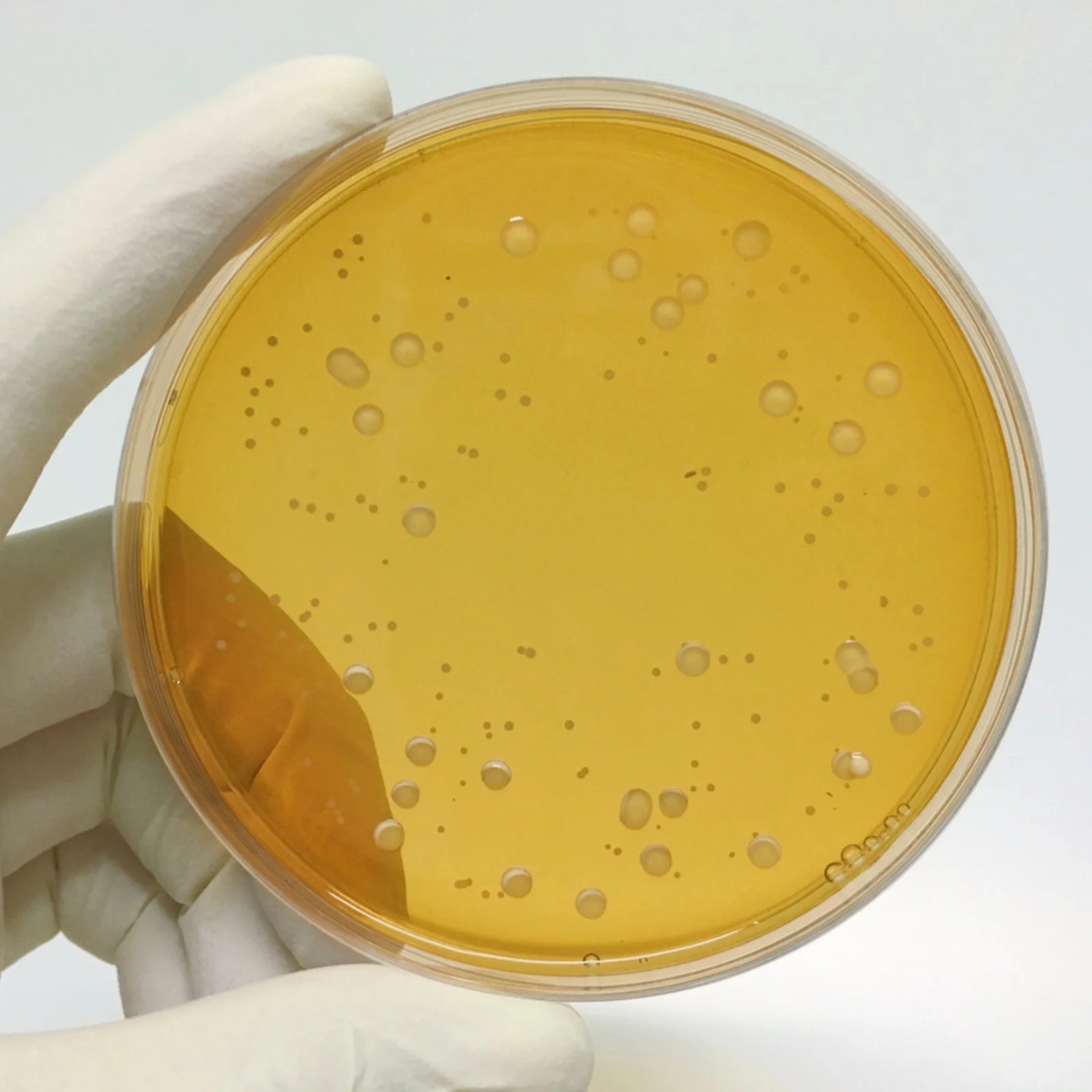 10 Pcs Ready To Use Lb Agar Plates Nutrient Agar Culture Ba - 图3