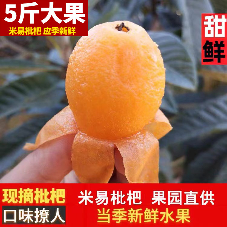 攀枝花米易枇杷新鲜大果5斤包邮孕妇水果五星琵琶果非云霄蒙自5斤
