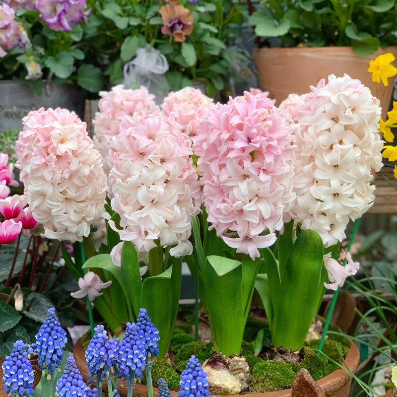 荷兰进口风信子种球3颗 冬季盆栽土培水培四季耐寒大球花卉绿植花,淘宝优惠券,粉丝福利购,淘宝优惠卷