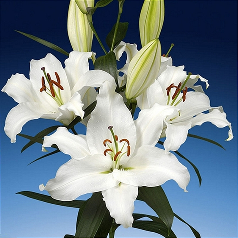 香水百合种球进口四季盆栽花卉种子室内外阳台已催芽木门浓香花苗 - 图1