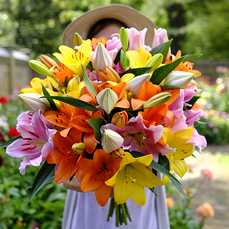 香水百合种球进口四季盆栽花卉种子室内外阳台已催芽木门浓香花苗 - 图2