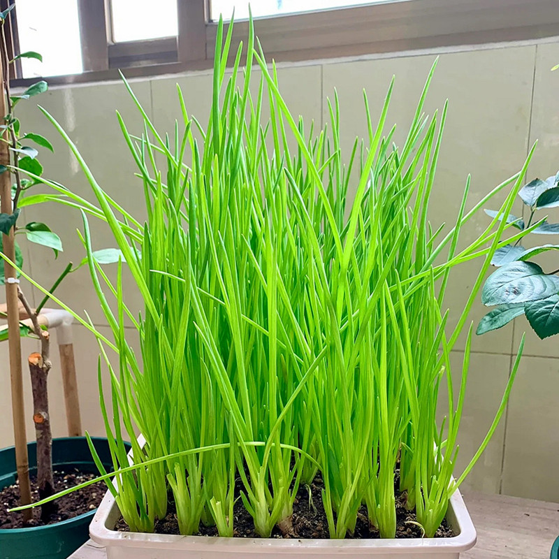 红葱头香葱种阳台盆栽四季种子小葱头蔬菜种孑籽家庭种植火葱头苗 - 图0