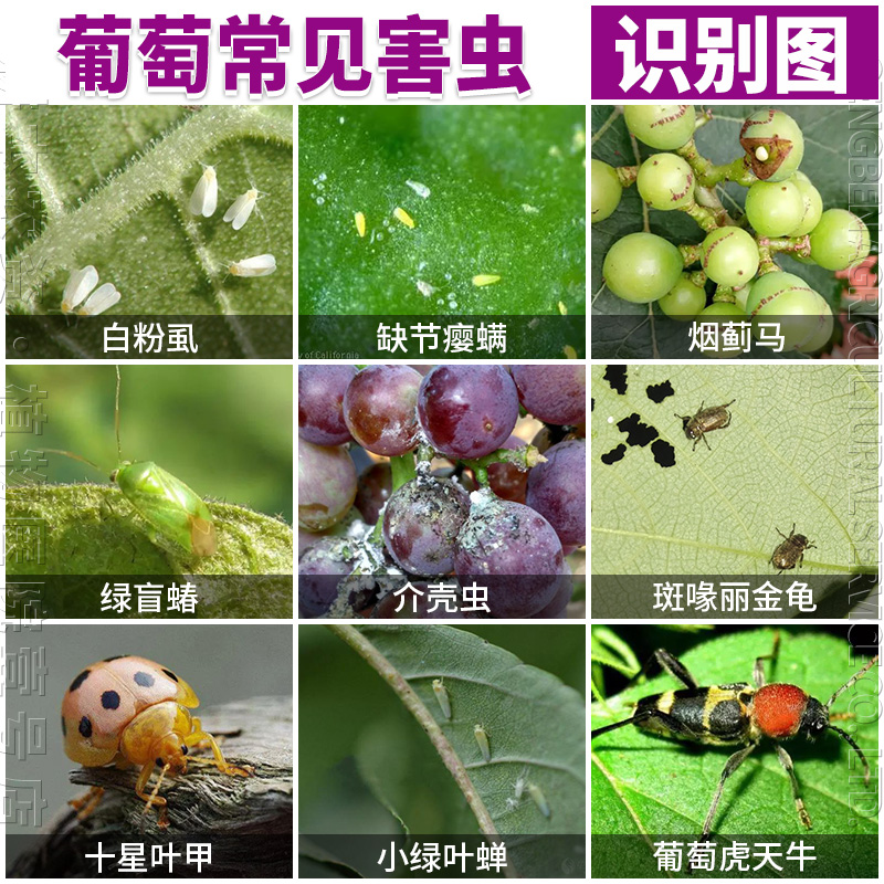 果树专用杀虫剂橘子树葡萄树无花果樱桃树蓝莓杀除灭虫剂杀打虫药-图0