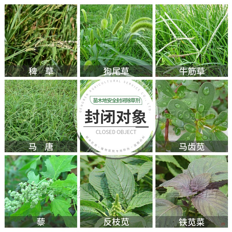 绿化苗木田地果树园安全封闭除草剂禾本科阔叶杂草杀打灭除草药剂 - 图1