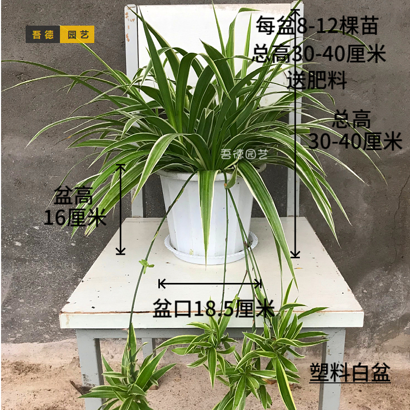 产地直发大盆金边吊兰带藤吊花剑绿植盆栽花卉室内净化空气吸甲醛