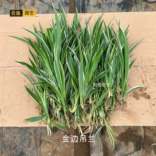 金边金心青叶吊兰小苗水培土培室内庭院景观桌摆省事好养净化空气 - 图1