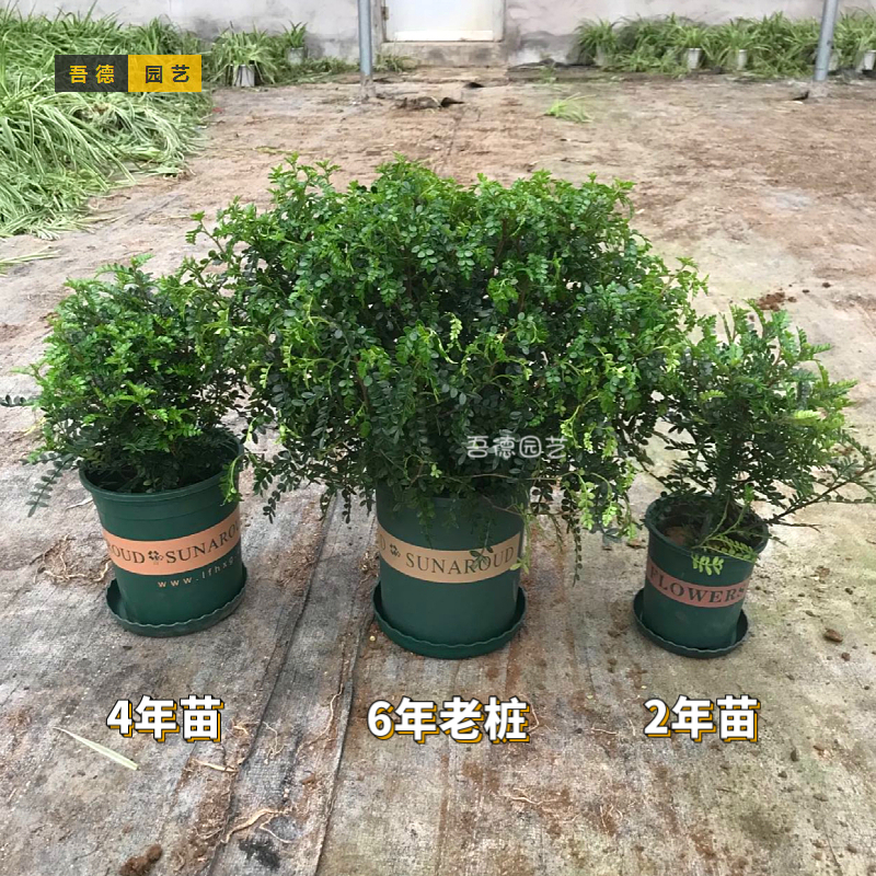 正宗清香胡椒木驱防蚊虫绿植盆栽老桩室内外好养提神醒脑净化空气