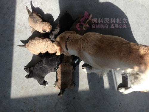 Перуанский пара импортированная рыба порошковая собака, куриная утка, свинья птицы, животы, раковина, раковина, крабовая лиса из креветок, корм