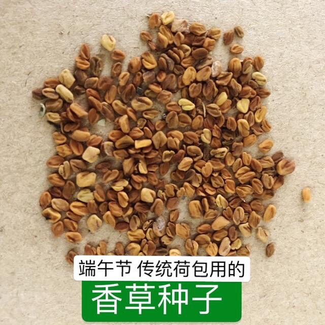 香草种子东北端午节香草种子香草籽香囊草种子东北端午节荷包种子 - 图3